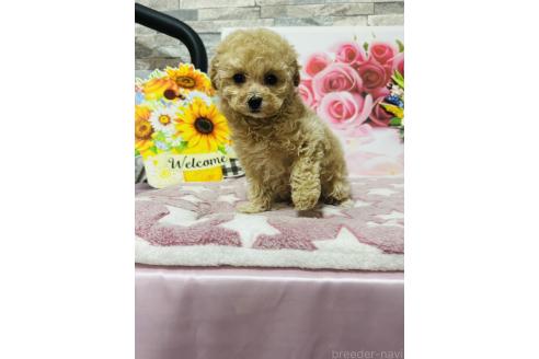 成約済の兵庫県のビションプー:ビションフリーゼ×トイプードル-375201の5枚目