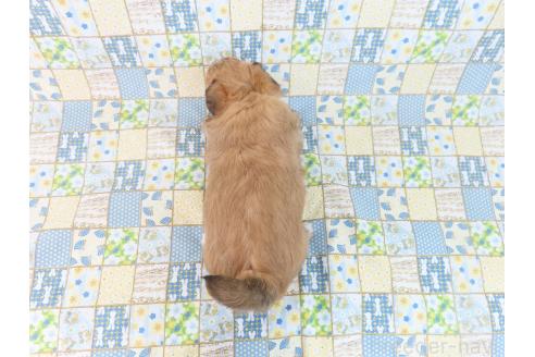 成約済の千葉県のミックス犬-371931の11枚目