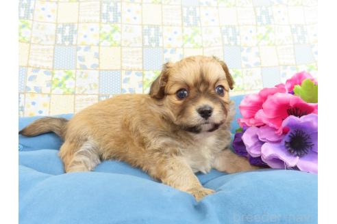 成約済の千葉県のミックス犬-371931の10枚目
