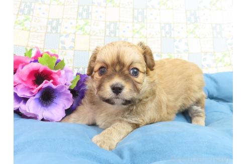 成約済の千葉県のミックス犬-371931の9枚目