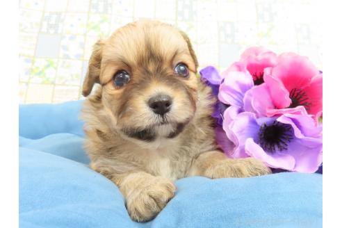 成約済の千葉県のミックス犬-371931の8枚目