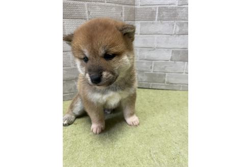 成約済の茨城県の柴犬-373115の2枚目