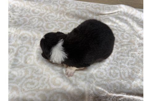 成約済の長野県のボーダーコリー-376104の5枚目