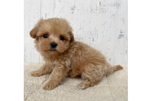 成約済の千葉県のマルプー:マルチーズ×トイプードル-376110の3枚目