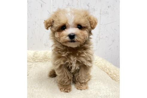 成約済の千葉県のマルプー:マルチーズ×トイプードル-376111の1枚目