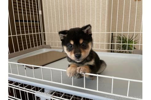 成約済の兵庫県の豆柴-375040の2枚目