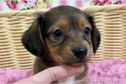 販売中の秋田県のチワックス:チワワ×ミニチュアダックスフンド-375224