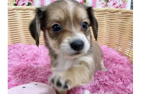 成約済の秋田県のチワックス:チワワ×ミニチュアダックスフンド-375223