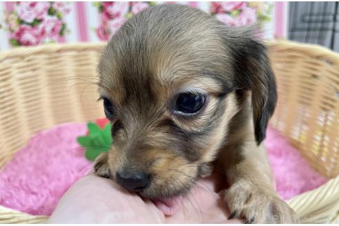 販売中の秋田県のチワックス:チワワ×ミニチュアダックスフンド-375222