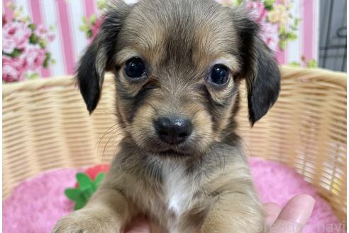 成約済の秋田県のチワックス:チワワ×ミニチュアダックスフンド-375222
