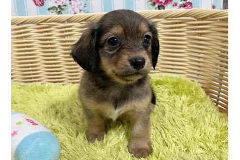 成約済の秋田県のチワックス:チワワ×ミニチュアダックスフンド-375221の6枚目