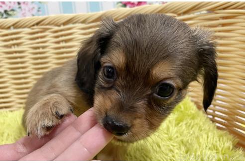 成約済の秋田県のチワックス:チワワ×ミニチュアダックスフンド-375221