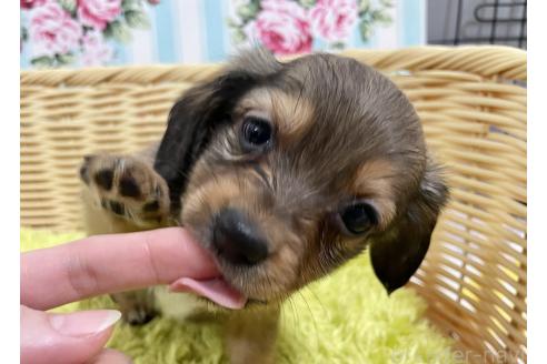 成約済の秋田県のチワックス:チワワ×ミニチュアダックスフンド-375221の4枚目
