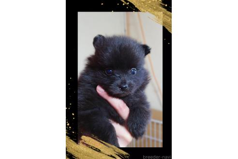 販売中の栃木県のポメラニアン-376162の5枚目