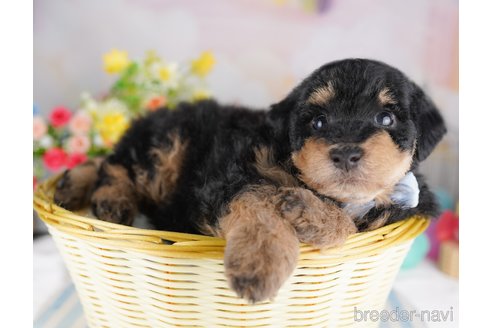 成約済の千葉県のトイプードル-376326の4枚目