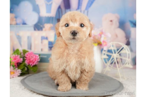 成約済の千葉県のミックス犬-376116