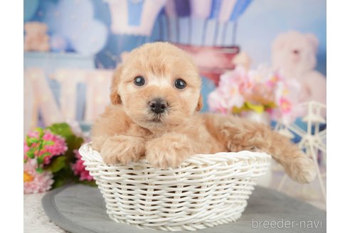 成約済の千葉県のミックス犬-376116の8枚目