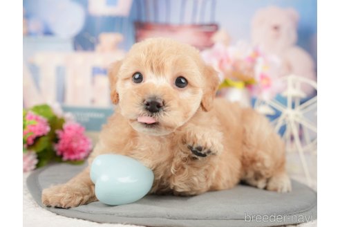 成約済の千葉県のミックス犬-376116の9枚目