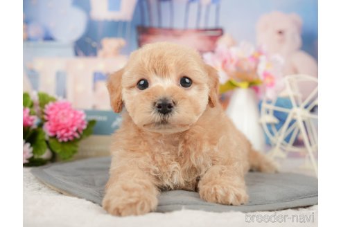 成約済の千葉県のミックス犬-376116の3枚目