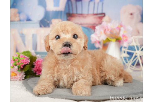 成約済の千葉県のミックス犬-376116の5枚目