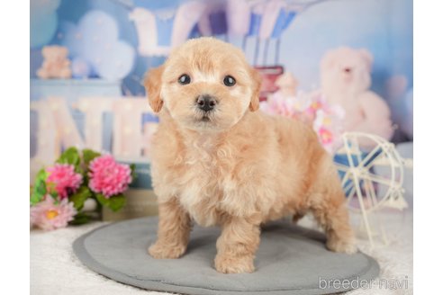 成約済の千葉県のミックス犬-376116の4枚目