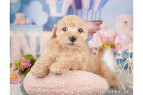成約済の千葉県のミックス犬-376116の7枚目