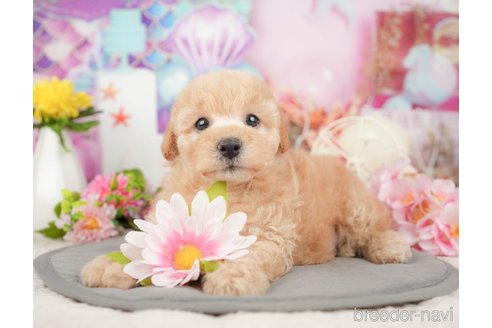 成約済の千葉県のミックス犬-376117の1枚目