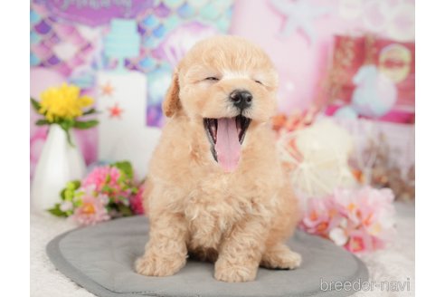 成約済の千葉県のミックス犬-376117の3枚目