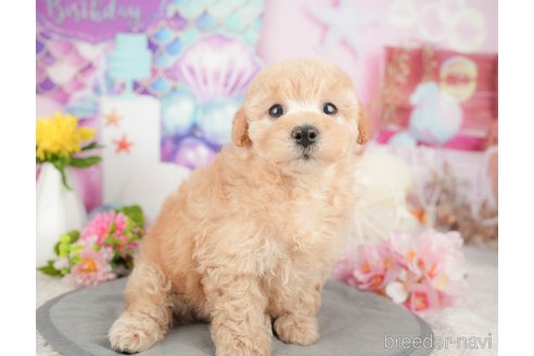 成約済の千葉県のミックス犬-376117の4枚目