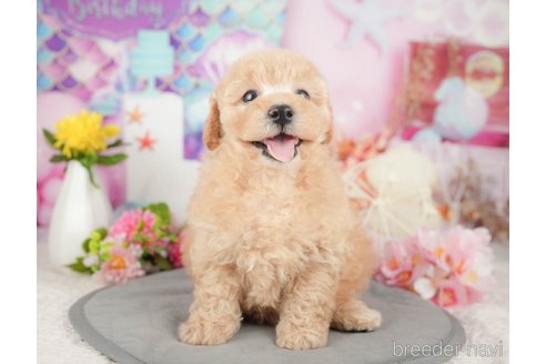 成約済の千葉県のミックス犬-376117の8枚目