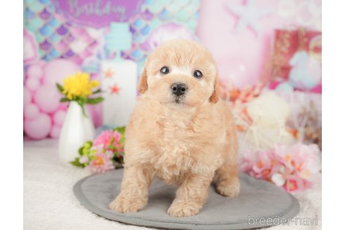 成約済の千葉県のミックス犬-376117の9枚目