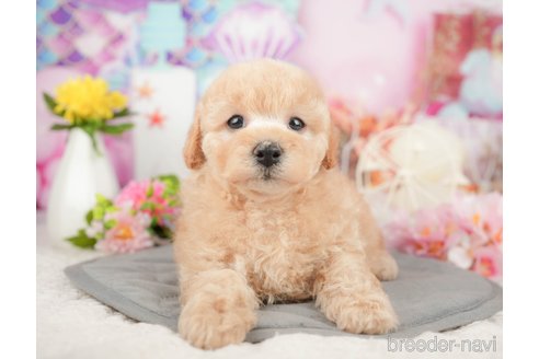 成約済の千葉県のミックス犬-376117の6枚目