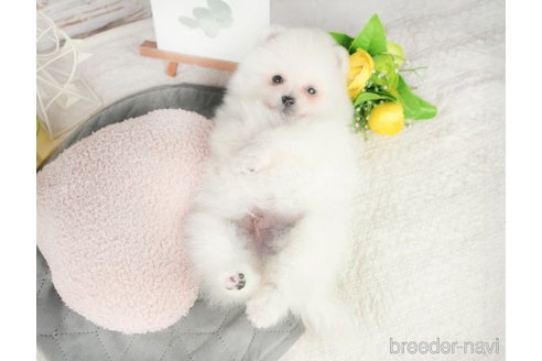 成約済の千葉県のポメラニアン-376126の4枚目