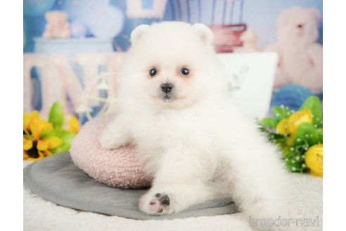 成約済の千葉県のポメラニアン-376126の5枚目