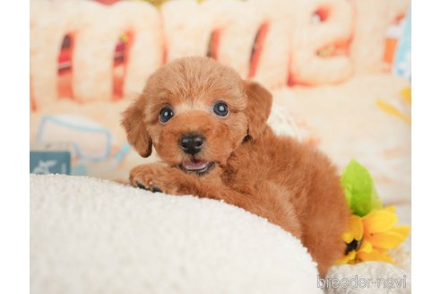 成約済の千葉県のトイプードル-376125の4枚目