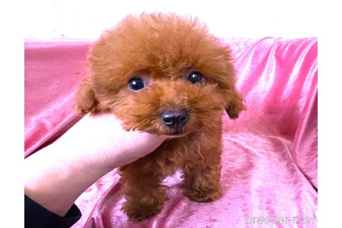 販売中の大阪府のティーカッププードル-369871