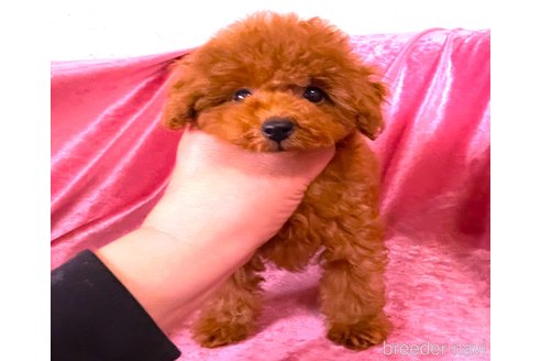 販売中の大阪府のティーカッププードル-369869