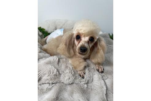 ラムちゃん1枚目