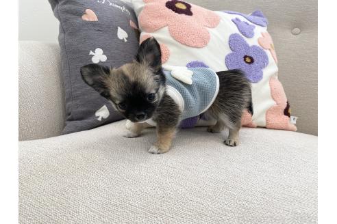 成約済の群馬県のチワワ(ロングコート)-376181の5枚目