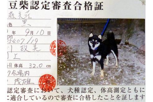豆虎くん1枚目