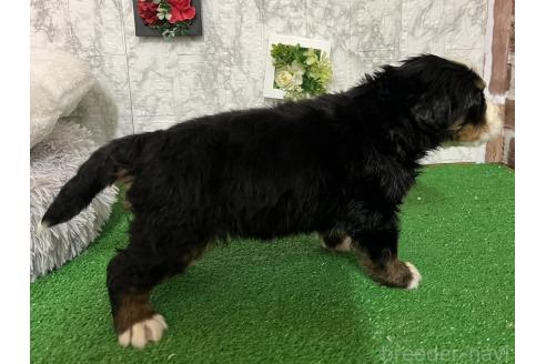 成約済の愛知県のバーニーズマウンテンドッグ-376182の5枚目