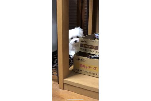 成約済の岐阜県のマルチーズ-376188の24枚目