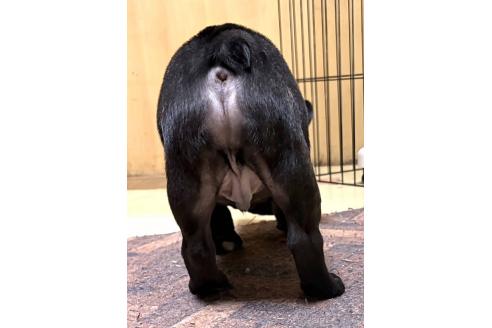 成約済の愛媛県のフレンチブルドッグ-368926の45枚目