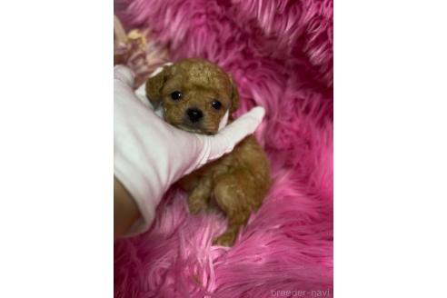 販売中の香川県のタイニープードル-376214