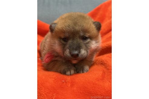 成約済の岡山県の柴犬-374874の5枚目