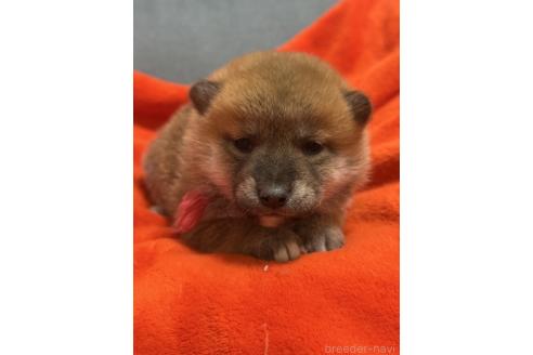 成約済の岡山県の柴犬-374874の4枚目