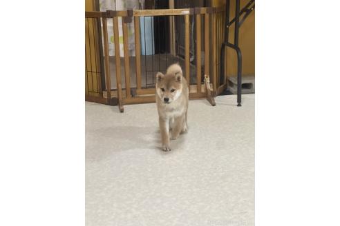 販売中の岡山県の柴犬-374532の2枚目
