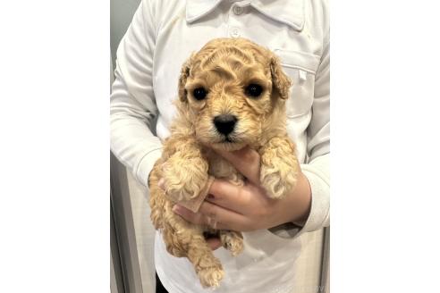 成約済の岡山県のタイニープードル-374496の5枚目