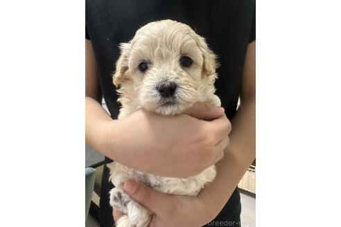成約済の岡山県のマルプー:マルチーズ×トイプードル-374499の2枚目