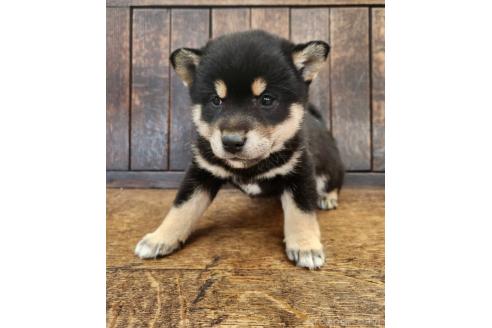 販売中の大阪府の柴犬-376220の1枚目